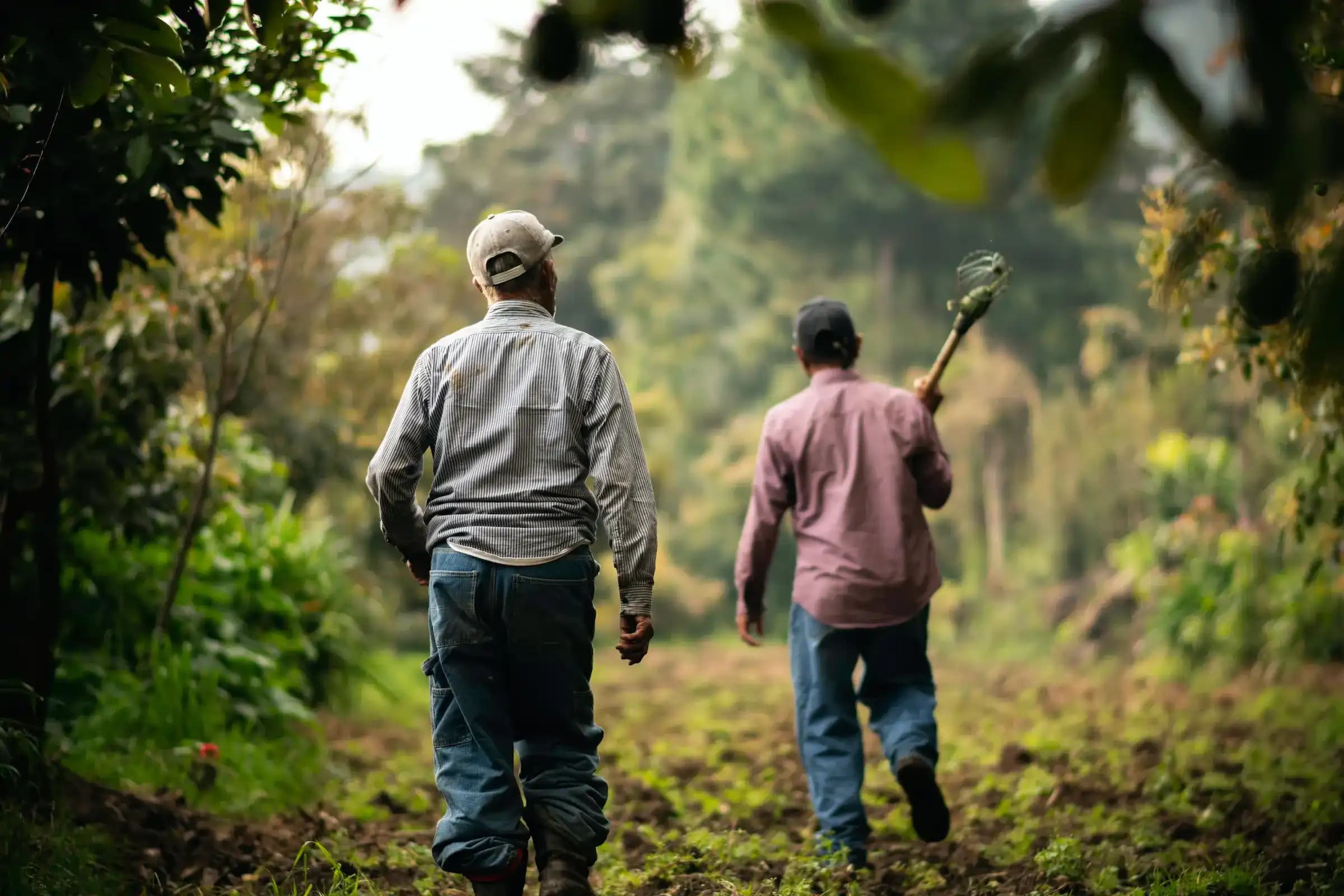 Two Mexican farmers walking through a lush organic farm, a testament to Eco Chemical Recycle commitment to supporting local economies.