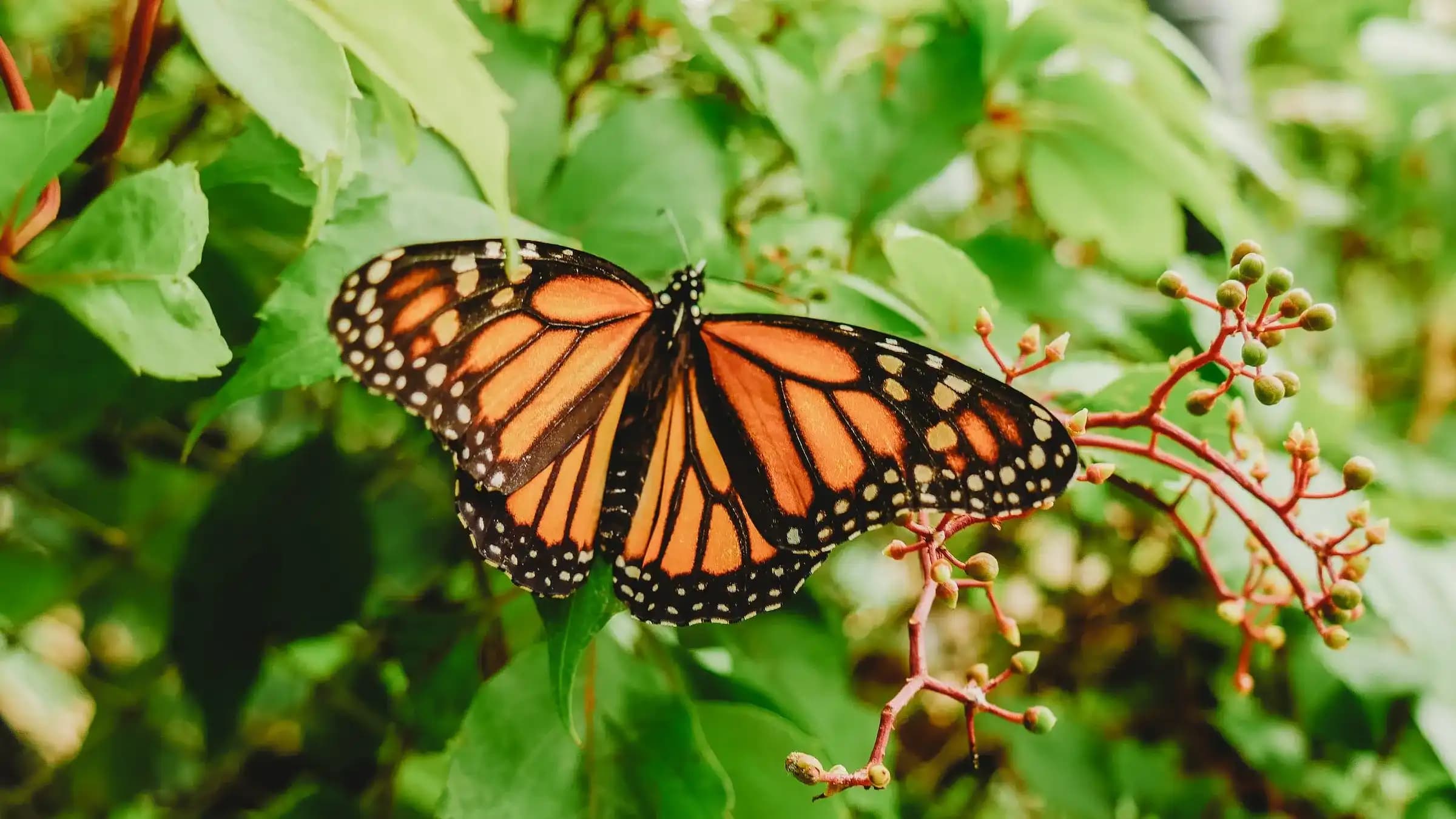 Monarch butterfly perched delicately on a flowering plant, symbolizing the natural beauty and biodiversity supported by EcoChemical Recycle.